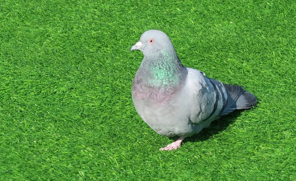 Taube Sitzt Auf Grünem Gras — Stockfoto