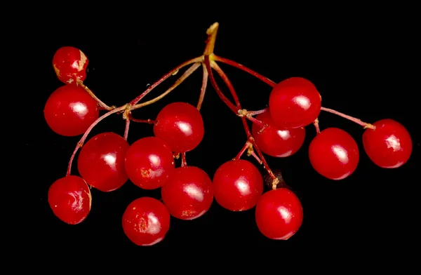 黒地に赤い果実ガマズミ属の木 — ストック写真