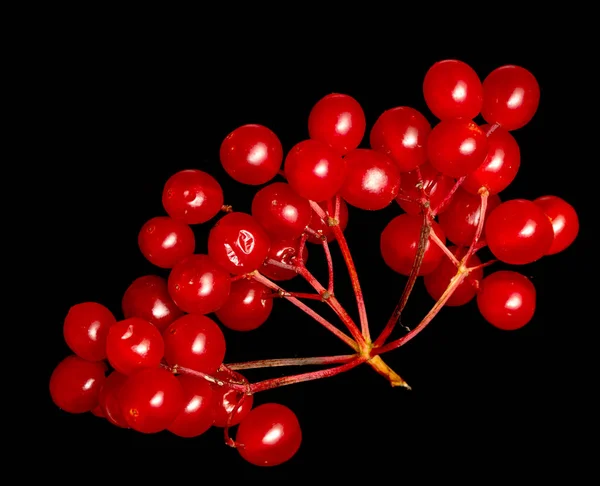 Rote Beeren Viburnum Auf Schwarzem Hintergrund — Stockfoto