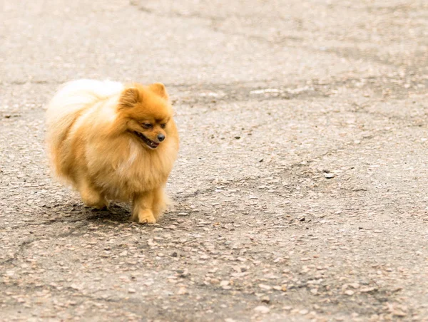 Cão Spitz Bonito Fofo Uma Caminhada — Fotografia de Stock