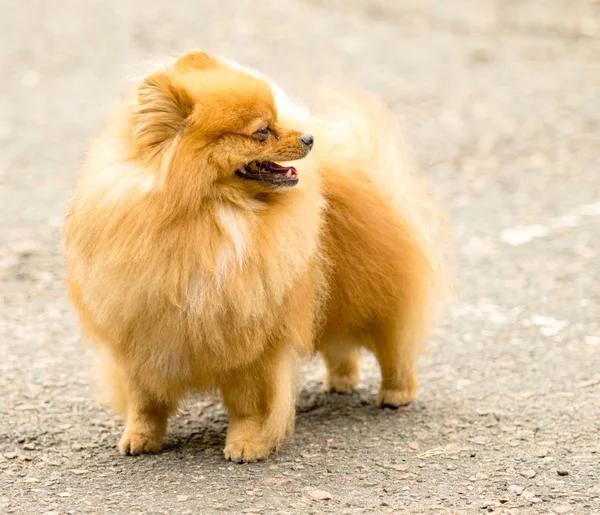 Милый Пушистый Spitz Собака Прогулке — стоковое фото