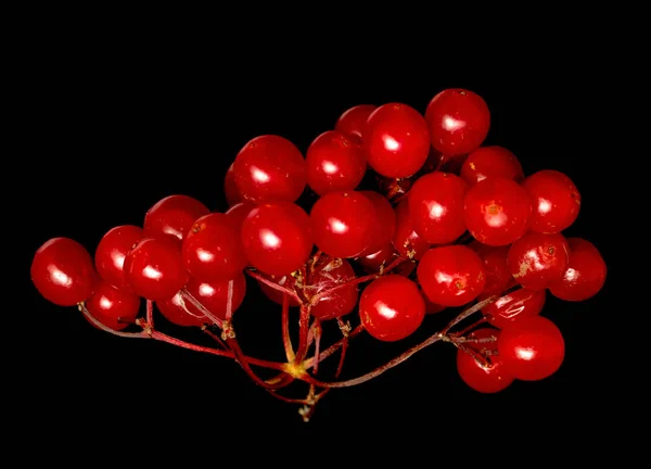 Rote Beeren Viburnum Auf Schwarzem Hintergrund — Stockfoto