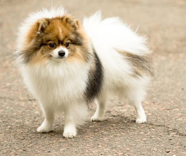 Cute and fluffy Spitz dog on a walk