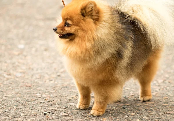 Lindo Esponjoso Perro Spitz Paseo — Foto de Stock