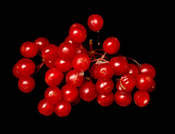 Röda Bär Viburnum Svart Bakgrund — Stockfoto