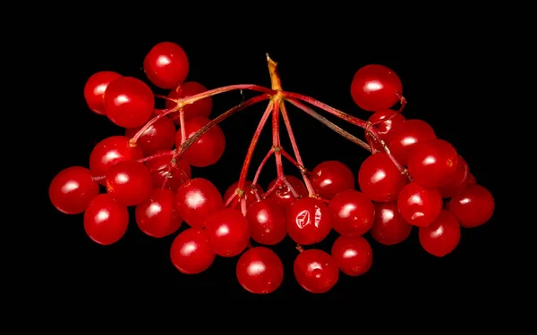 Red Berries Viburnum Black Background — Stock Photo, Image