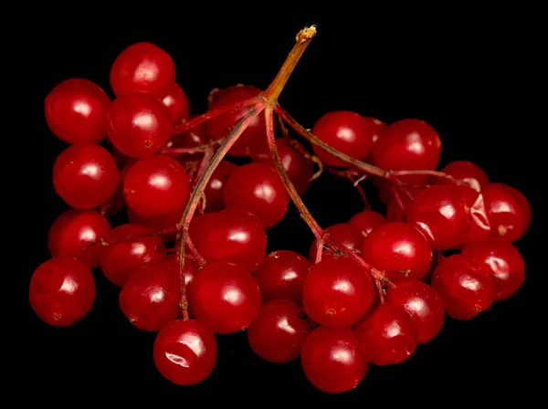 Rote Beeren Viburnum Auf Schwarzem Hintergrund — Stockfoto