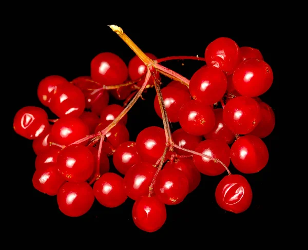 Red Berries Viburnum Black Background — Stock Photo, Image