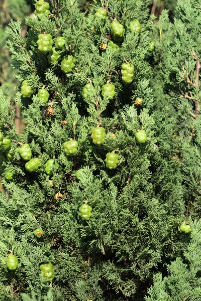 Hojas Verdes Los Árboles Fondo Verano — Foto de Stock