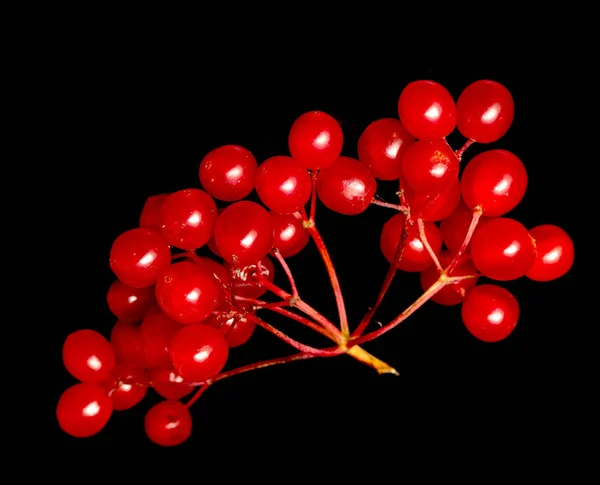 Viburnum Κόκκινα Μούρα Μαύρο Φόντο — Φωτογραφία Αρχείου
