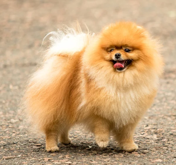 Anjing Spitz Lucu Dan Berbulu Jalan Jalan — Stok Foto