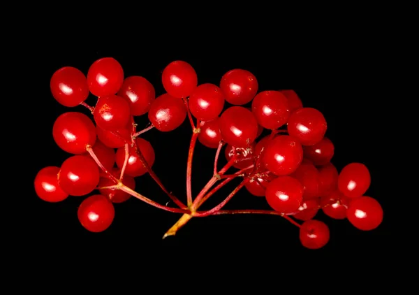 Червоні Ягоди Вібрують Чорному Тлі — стокове фото