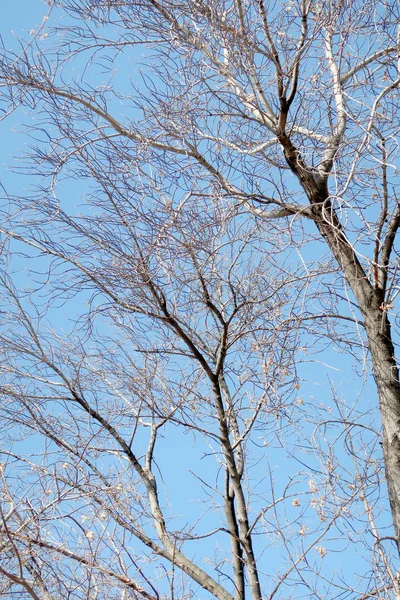 空に対する葉のない木の枝 — ストック写真