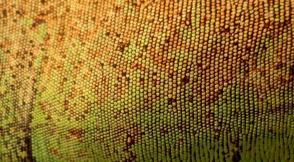 Grüne Leguaneidechse Haut Mit Reptilientextur Aus Nächster Nähe — Stockfoto