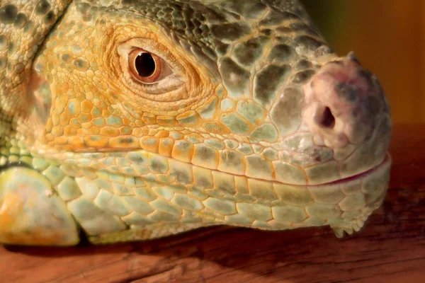 Iguana Verde Close Retrato — Fotografia de Stock