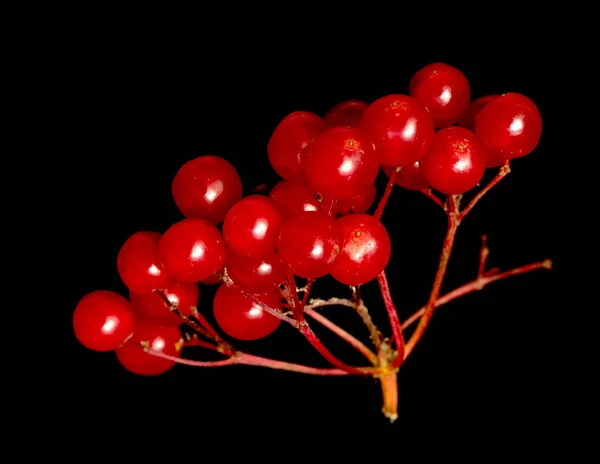 Røde Bær Viburnum Svart Bakgrunn – stockfoto