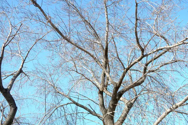 Ramos Árvores Sem Folhas Contra Céu — Fotografia de Stock