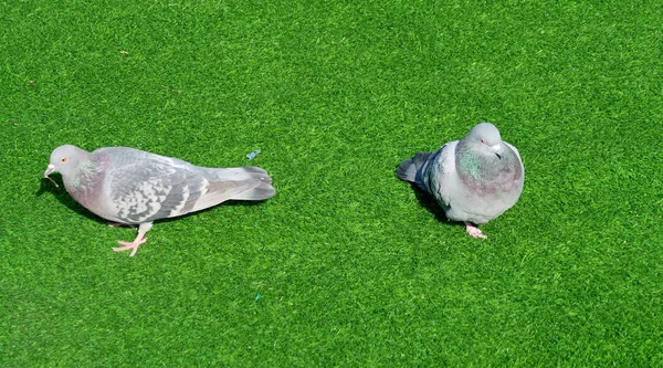 Yeşil Çimenlerin Üzerinde Oturan Güvercin — Stok fotoğraf