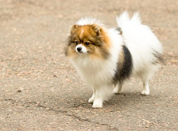 Cão Spitz Bonito Fofo Uma Caminhada — Fotografia de Stock