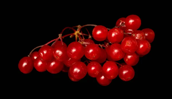 Rote Beeren Viburnum Auf Schwarzem Hintergrund — Stockfoto