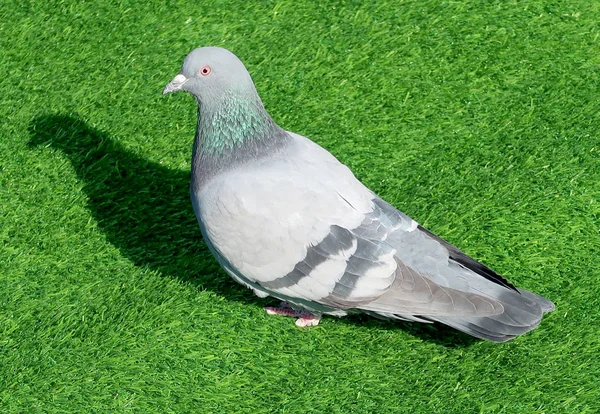 Dove Sitting Green Grass — Stock Photo, Image