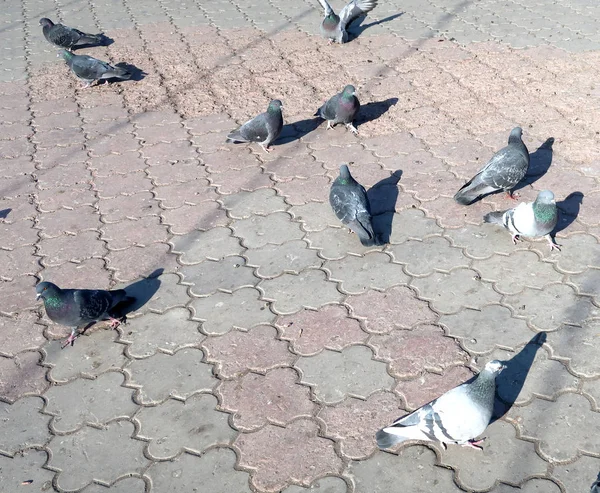 在沥青 街道上的鸽子 — 图库照片