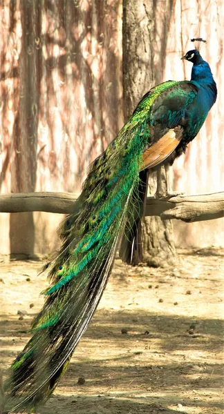 長い尾を持つ孔雀鳥 — ストック写真
