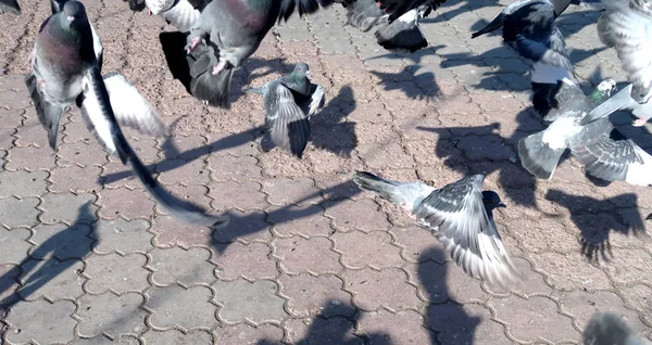 Tauben Auf Asphalt Straße — Stockfoto