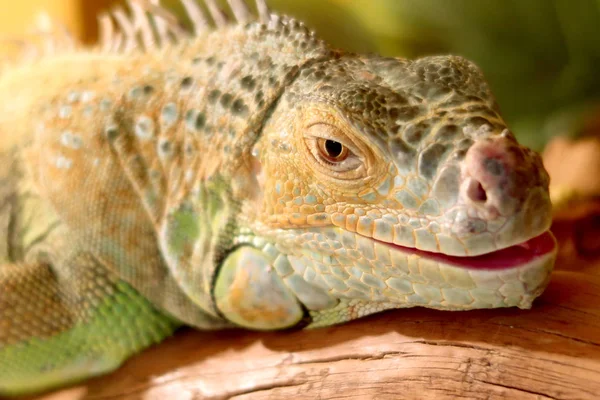 Iguana Verde Retrato Cerca — Foto de Stock