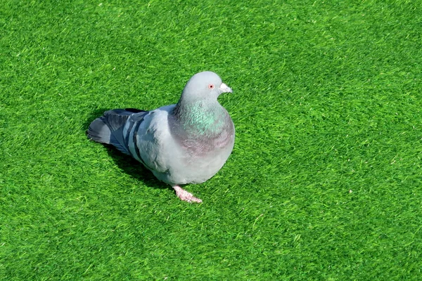 緑の草の上に座って鳩 — ストック写真