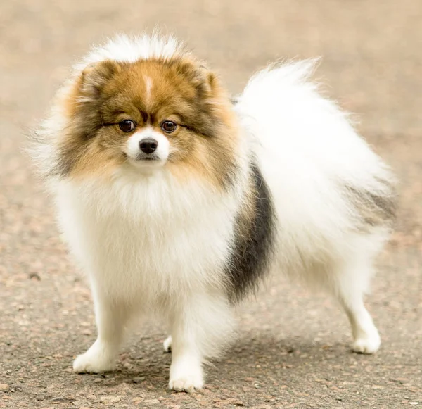Cute Fluffy Spitz Dog Walk — Stock Photo, Image