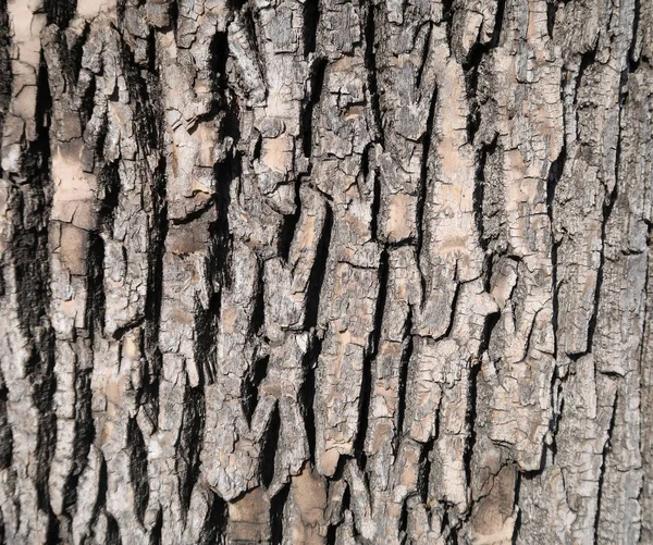 Pozadí Kůru Stromu Přírodní Pozadí — Stock fotografie