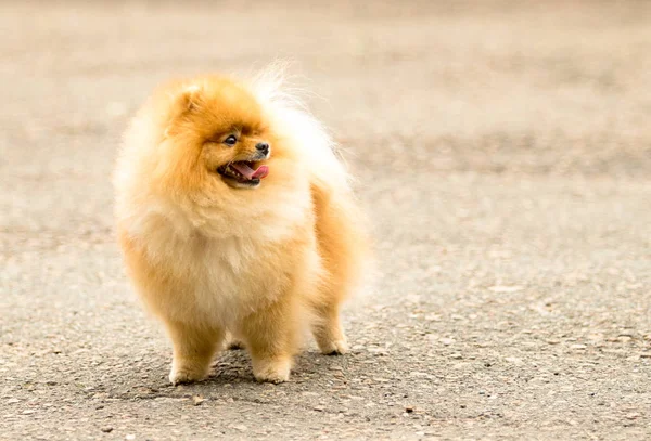 Cão Spitz Bonito Fofo Uma Caminhada — Fotografia de Stock