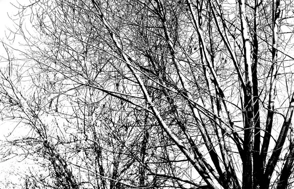 Branches Arbre Sans Feuilles Noir Blanc Photo — Photo