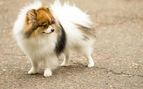 Şirin ve kabarık Spitz köpek bir yürüyüş