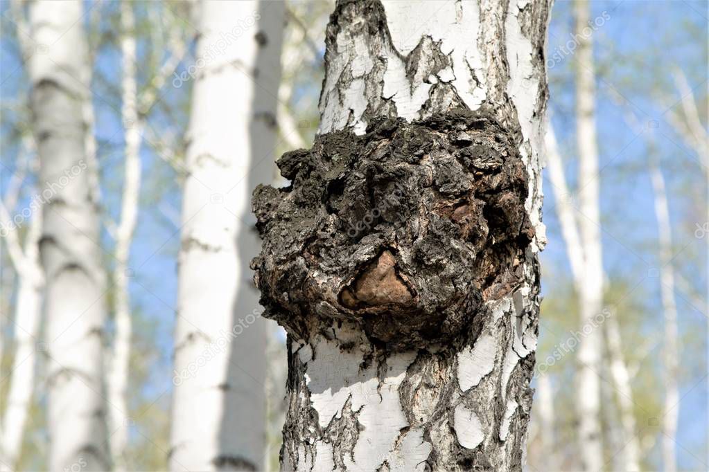 Chaga on birch trunk, close up