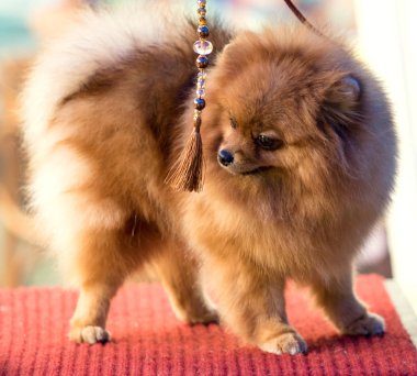 Şirin ve kabarık Spitz köpek bir yürüyüş