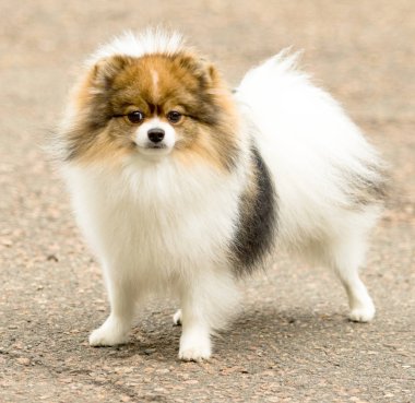 Şirin ve kabarık Spitz köpek bir yürüyüş