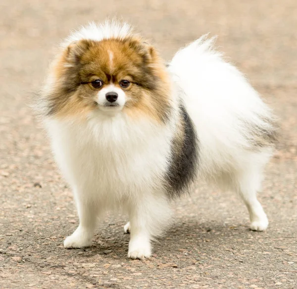 Şirin ve kabarık Spitz köpek bir yürüyüş