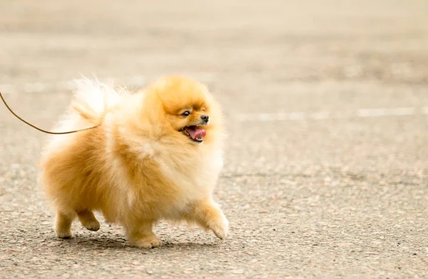 Милый Пушистый Spitz Собака Прогулке — стоковое фото