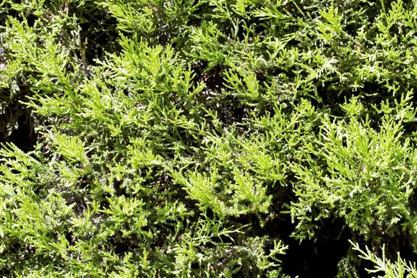 Groene Bladeren Van Bomen Zomer Achtergrond — Stockfoto