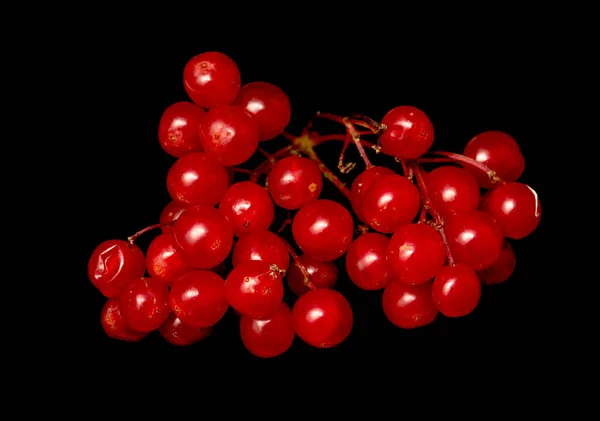 Merah Berry Viburnum Pada Latar Belakang Hitam — Stok Foto