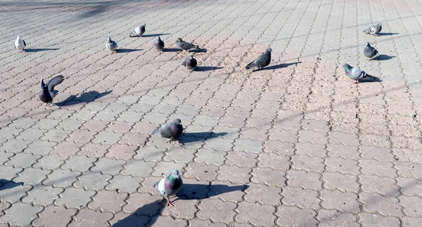 아스팔트 거리에 비둘기 — 스톡 사진