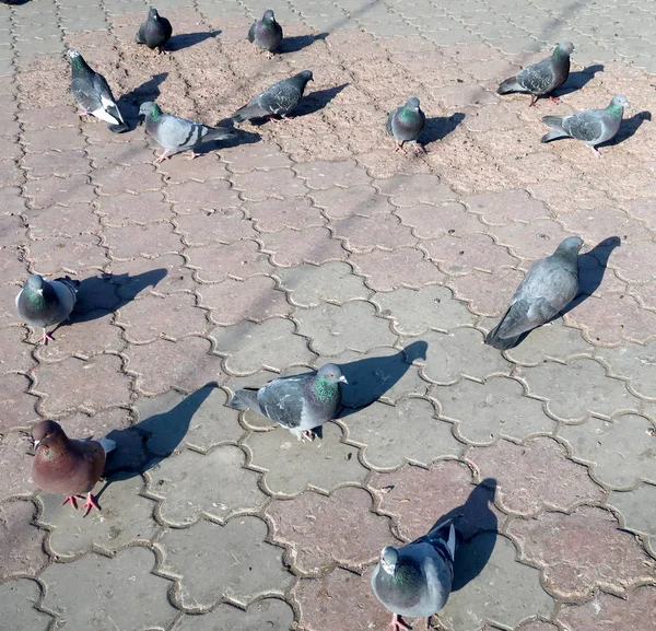 Doves Asphalt Street — Stock Photo, Image