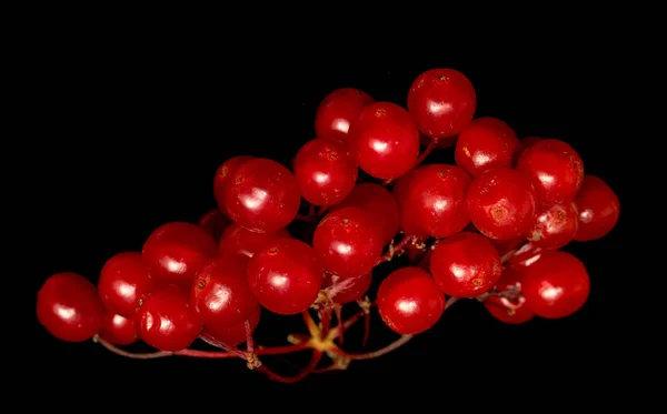 Viburnum Κόκκινα Μούρα Μαύρο Φόντο — Φωτογραφία Αρχείου