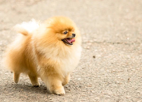 Cute Fluffy Spitz Dog Walk — Stock Photo, Image