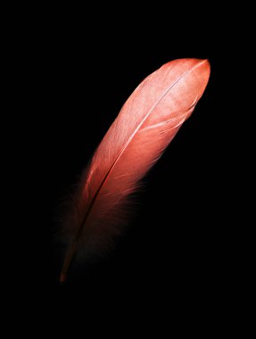 kuş tüyü siyah arkaplanda