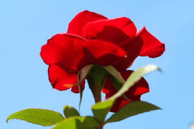 doğada kırmızı gül çiçek