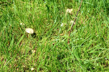 Sulama sistemi yeşil çim sulama