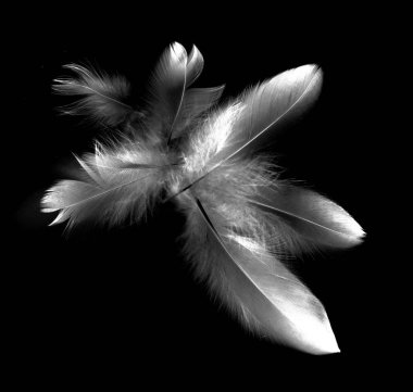 kuş tüyü siyah arkaplanda